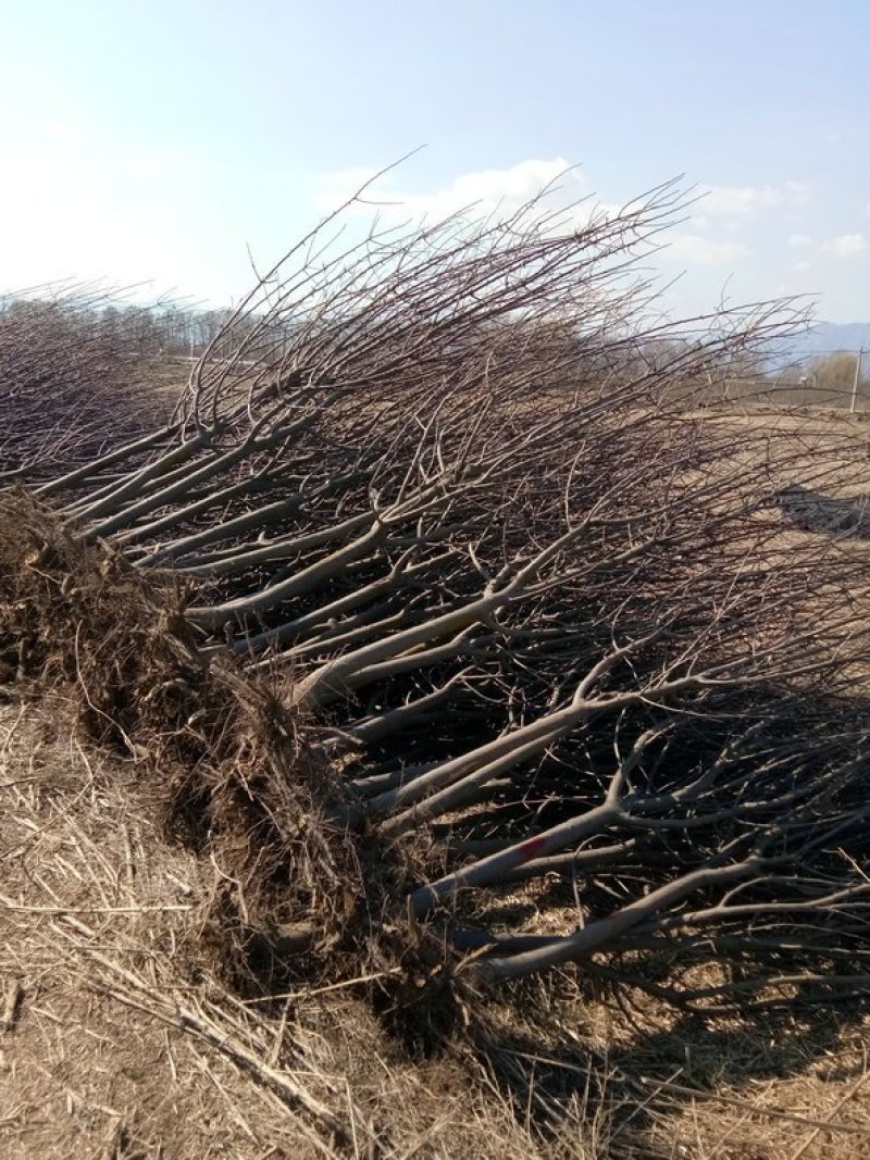 河北4公分八棱海棠树价格产地直供批量供应