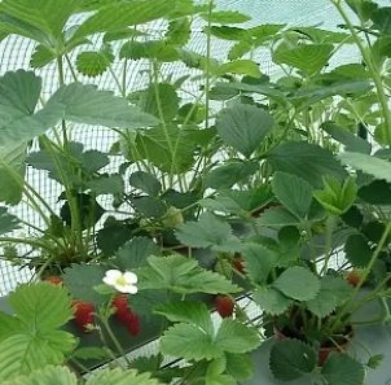 草莓种苗奶油白雪公主的是多年生草本