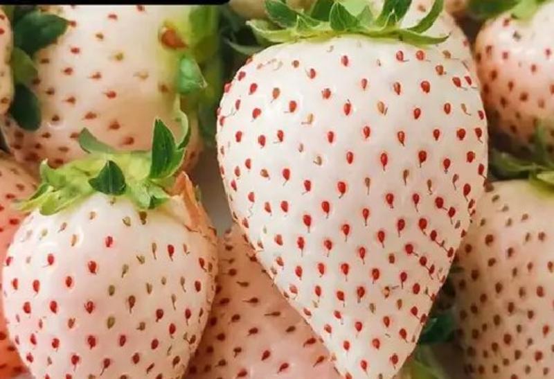 草莓种苗奶油白雪公主的是多年生草本