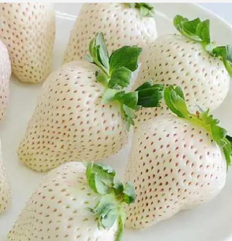 草莓种苗奶油白雪公主的是多年生草本