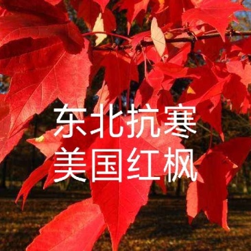 【聚便宜批发走货】东北抗寒美国红枫秋火焰扦插苗