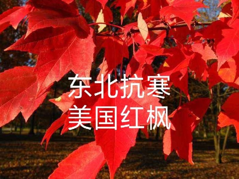 【聚便宜批发走货】东北抗寒美国红枫秋火焰扦插苗