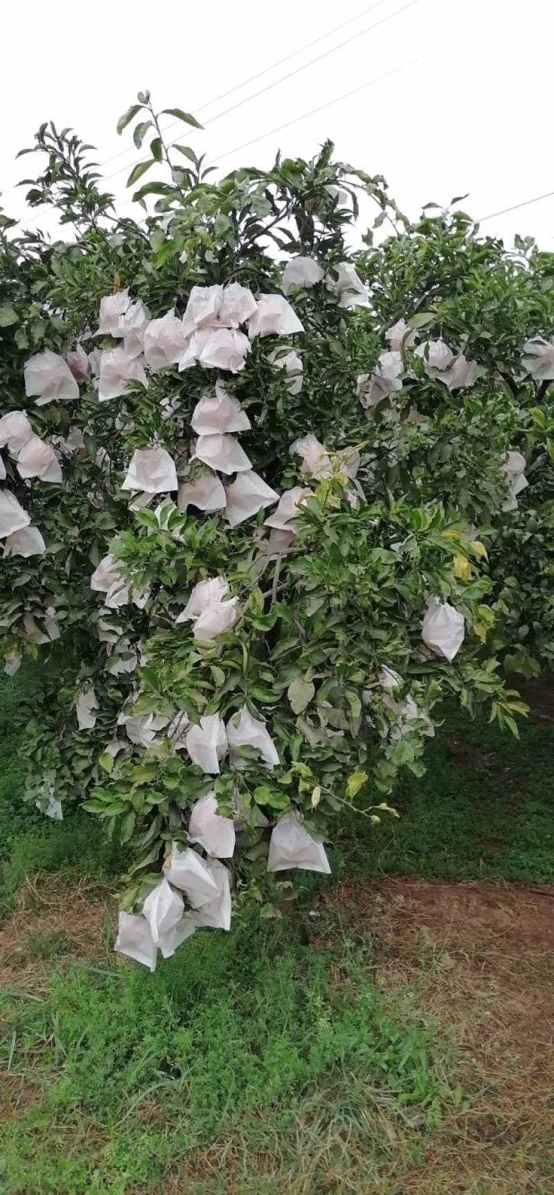 澎山还有青见果子产地直供可视频看货