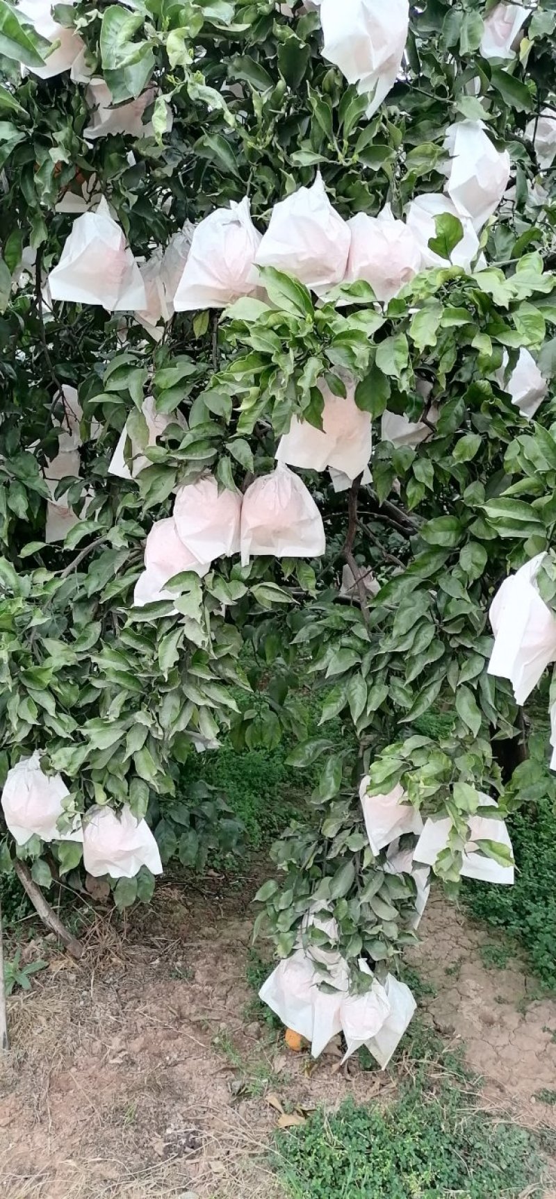 澎山还有青见果子产地直供可视频看货