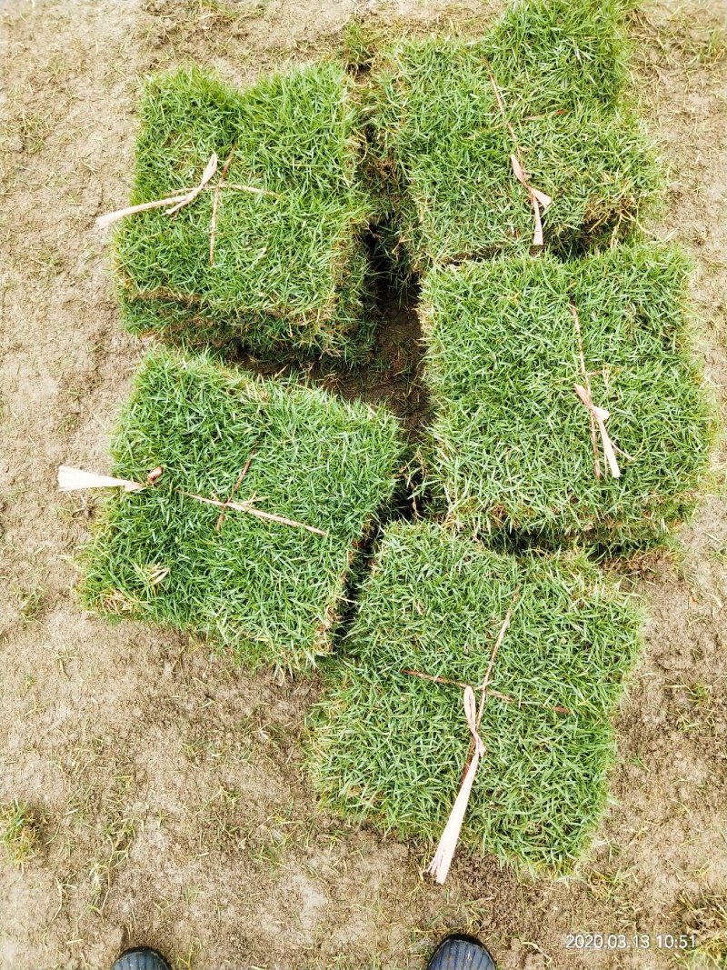马尼拉草皮+大叶油草