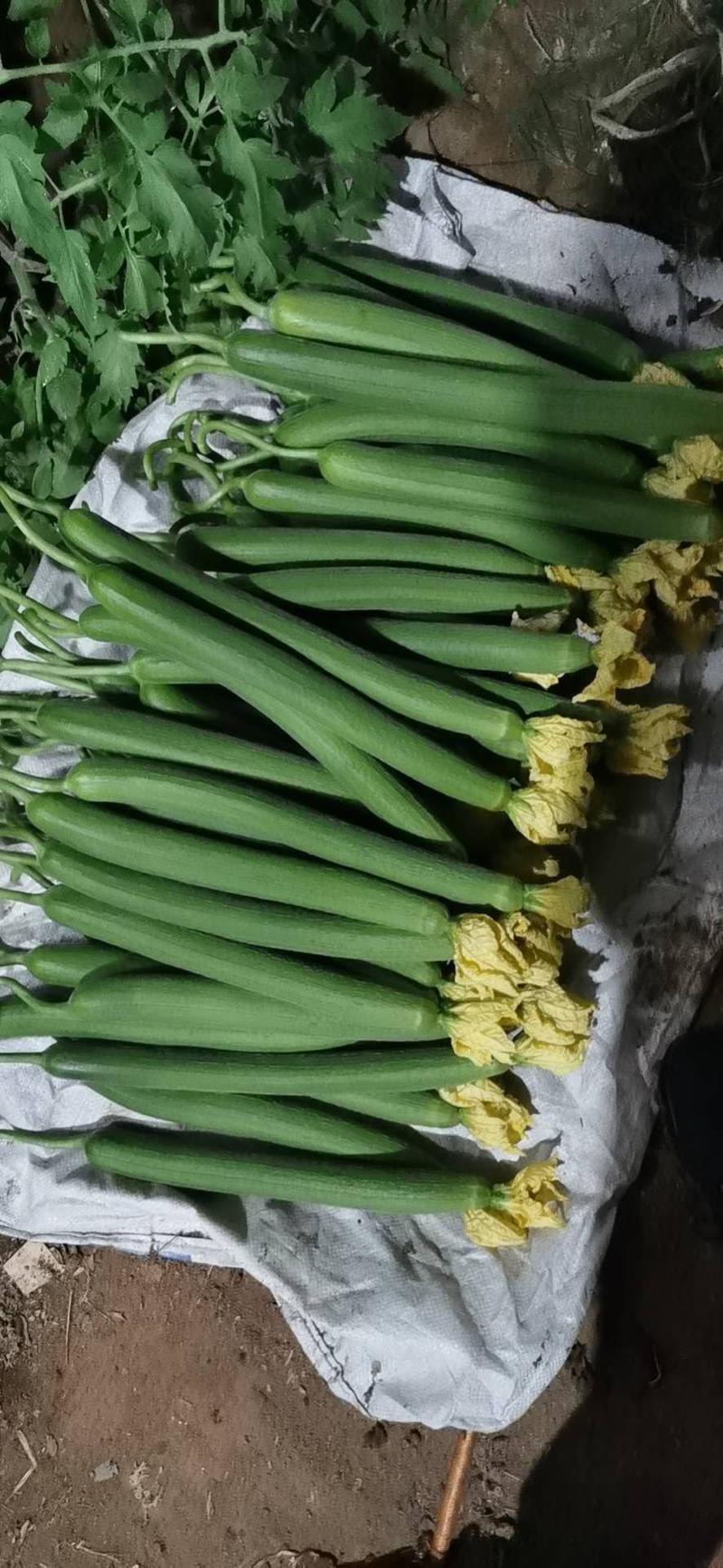 好通货鲜花丝瓜40厘米以上，供应全国各个批发市场或超市