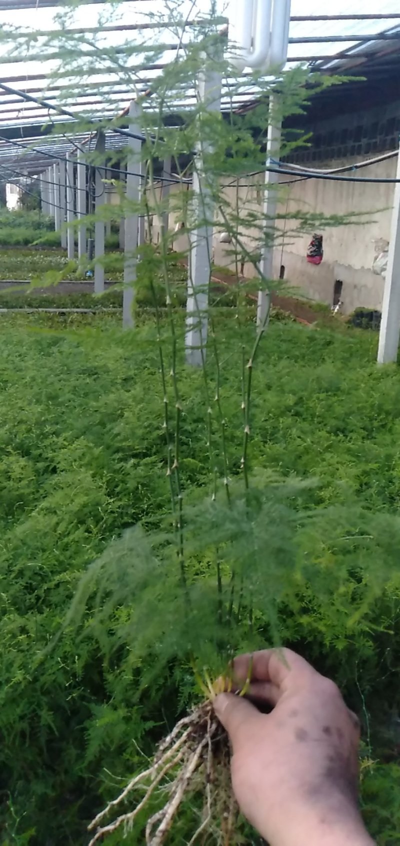 【包成活】文竹四季长青基地直销现挖现发保证质量
