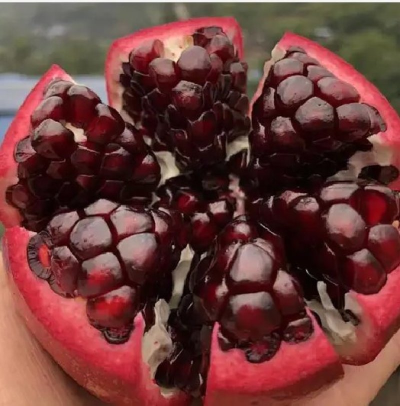 石榴种子石榴树种子果树种子红皮石榴种籽石榴树树苗石榴花盆