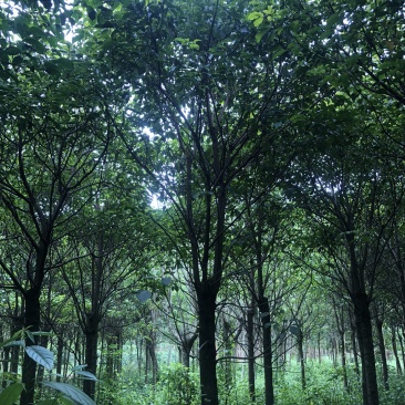 秋枫地苗移植苗骨架全冠