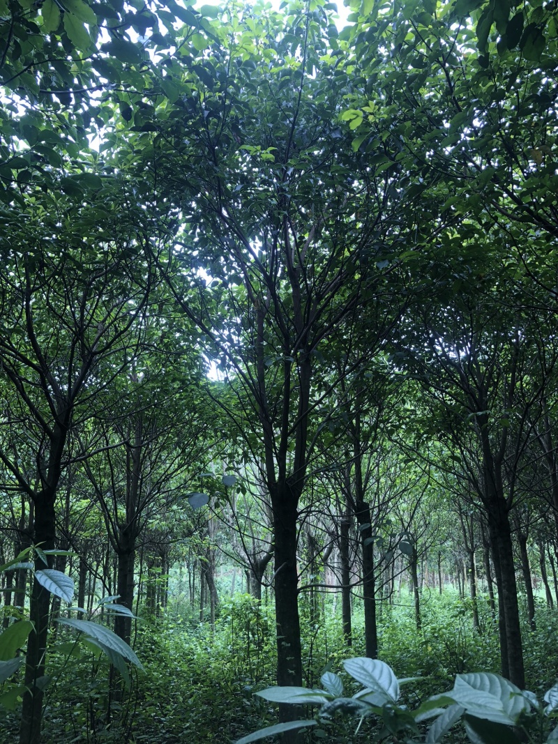 秋枫地苗移植苗骨架全冠