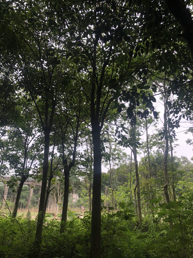 秋枫地苗移植苗骨架全冠