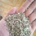 纯新白花钱胡种子，干净无杂质，质量保证，