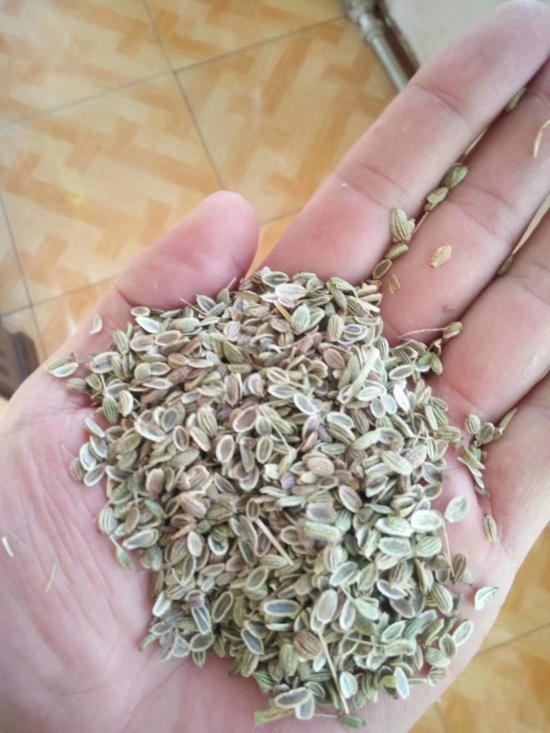 纯新白花钱胡种子，干净无杂质，质量保证，