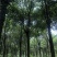 秋枫地苗移植苗骨架全冠