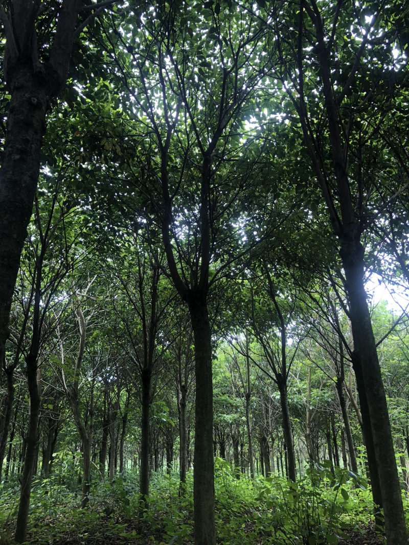 秋枫地苗移植苗骨架全冠