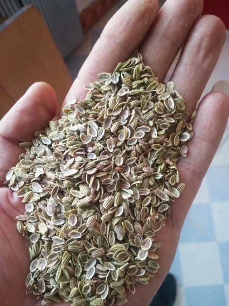 纯新白花钱胡种子，干净无杂质，质量保证，