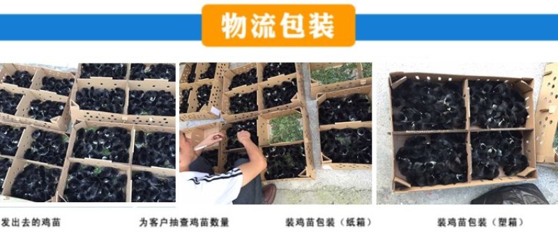 血毛土鸡，血毛鸡，大红公鸡，质量保证