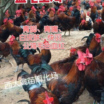 血毛土鸡,血毛鸡,大红公鸡,质量保证