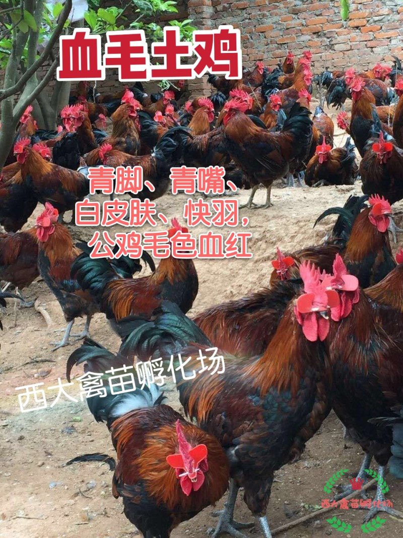 血毛土鸡，血毛鸡，大红公鸡，质量保证