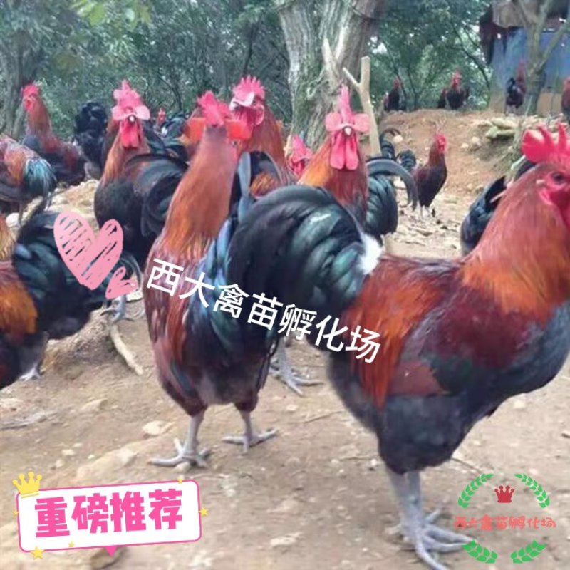 血毛土鸡，血毛鸡，大红公鸡，质量保证