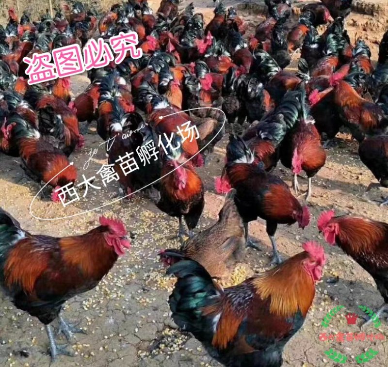 血毛土鸡，血毛鸡，大红公鸡，质量保证