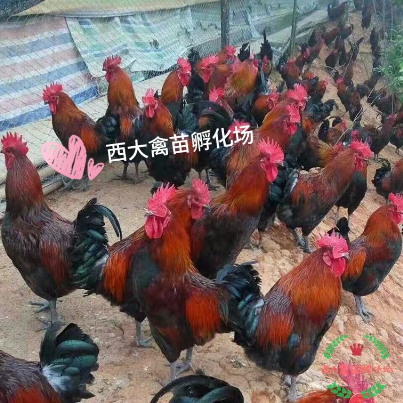 血毛土鸡，血毛鸡，大红公鸡，质量保证