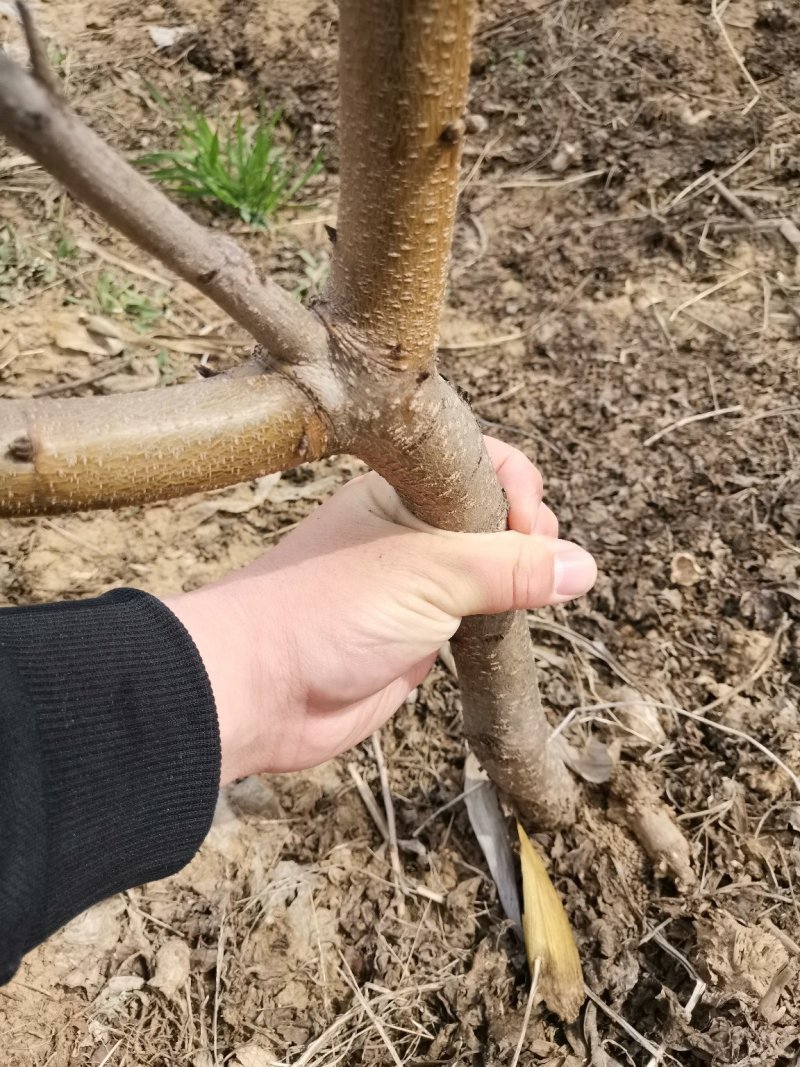 正宗血桃树苗荔波血桃苗南北方种植果树苗