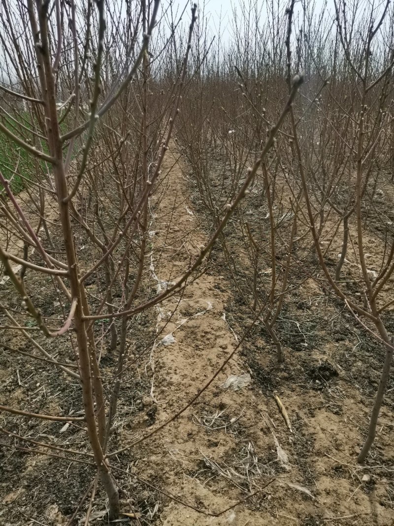 正宗血桃树苗荔波血桃苗南北方种植果树苗