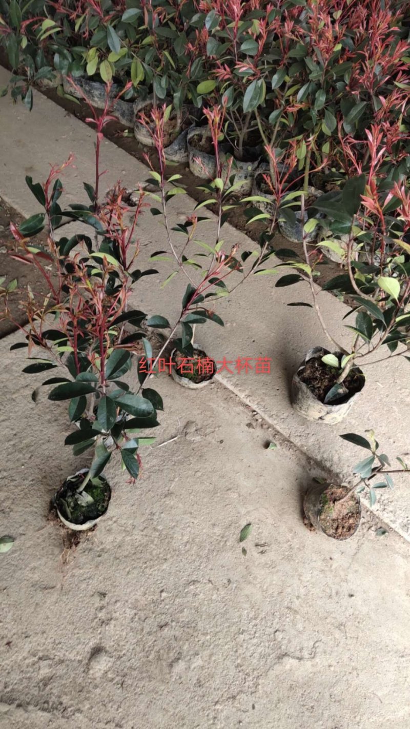 红叶石楠苗红叶石楠大杯红叶石楠球红叶石楠小杯苗