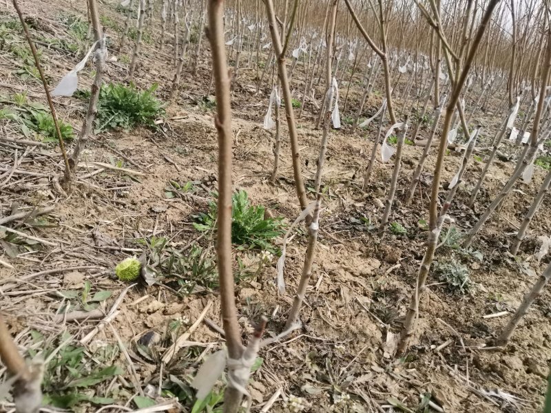 正宗血桃树苗荔波血桃苗南北方种植果树苗