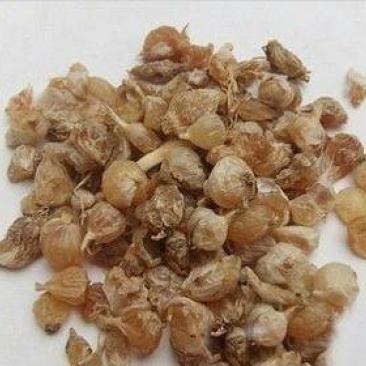 薤白，常年批发供应薤白，江苏货，中药材