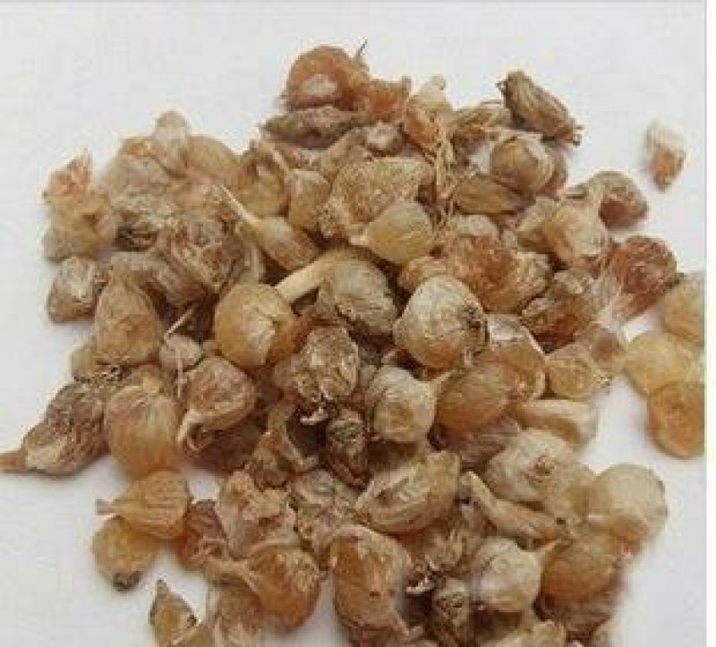 薤白，常年批发供应薤白，江苏货，中药材