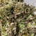 商洛野生香椿芽