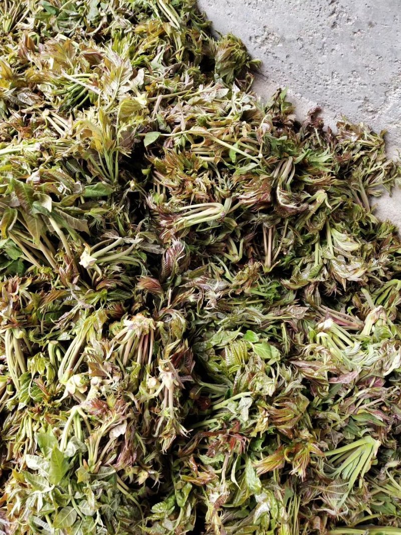 商洛野生香椿芽