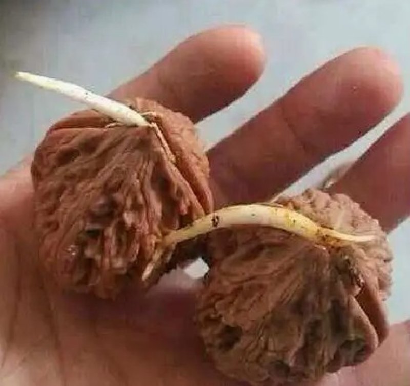 核桃种苗桃苗薄皮矮化品种