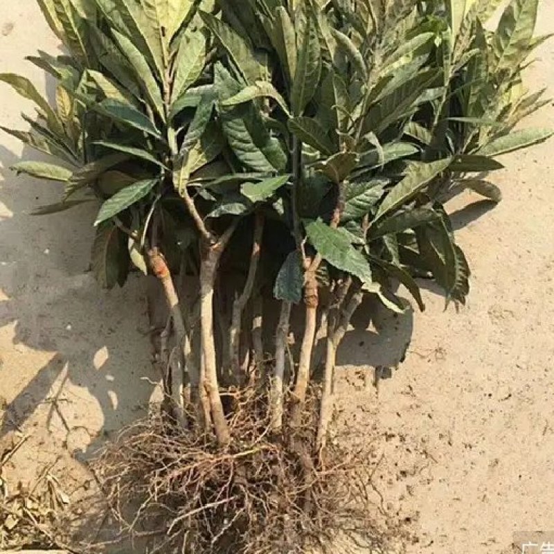 核桃种苗桃苗薄皮矮化品种