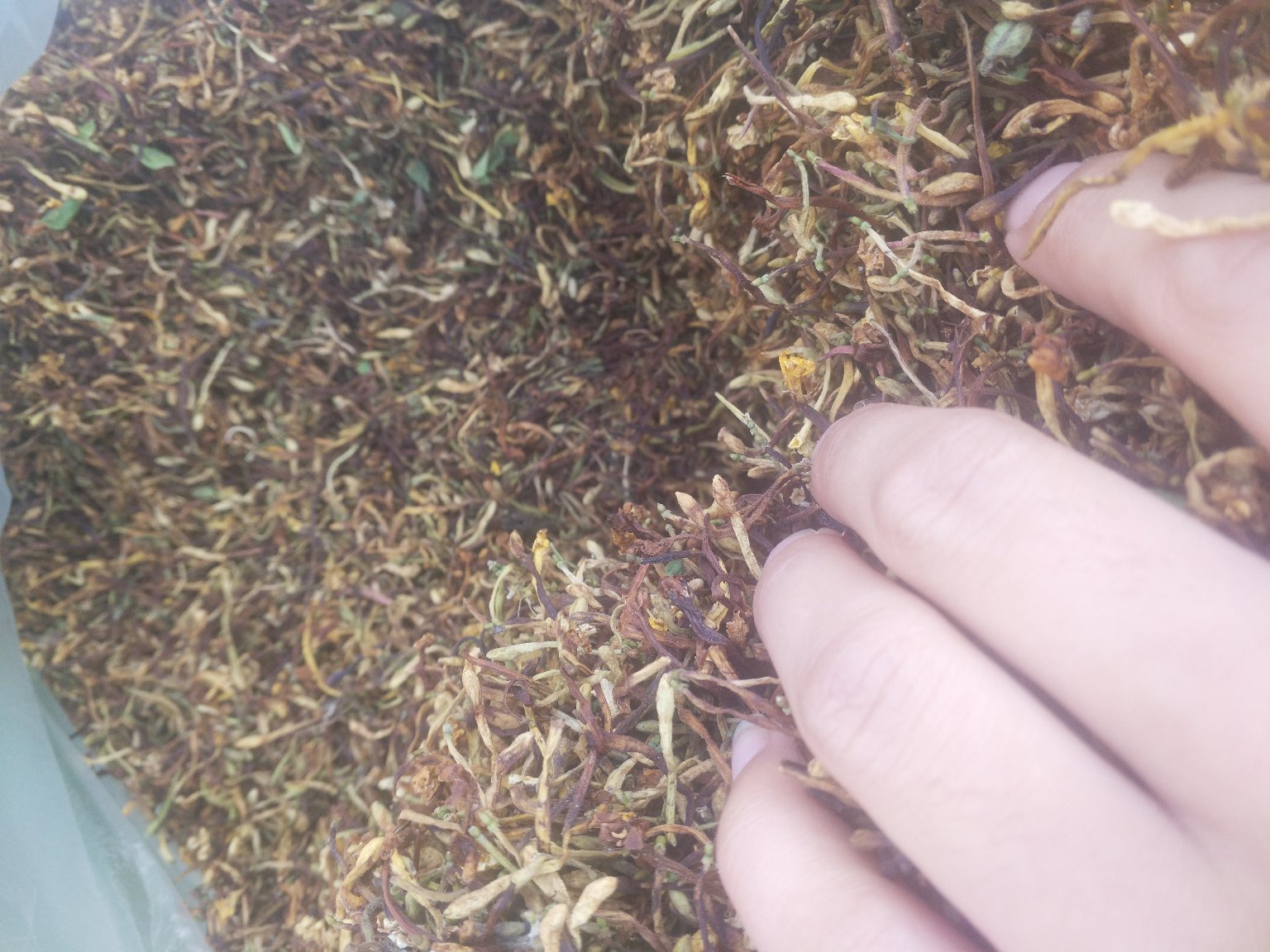 青翘与金银花搭配泡茶的示意图,展示其日常保健用途 青翘泡茶示意图