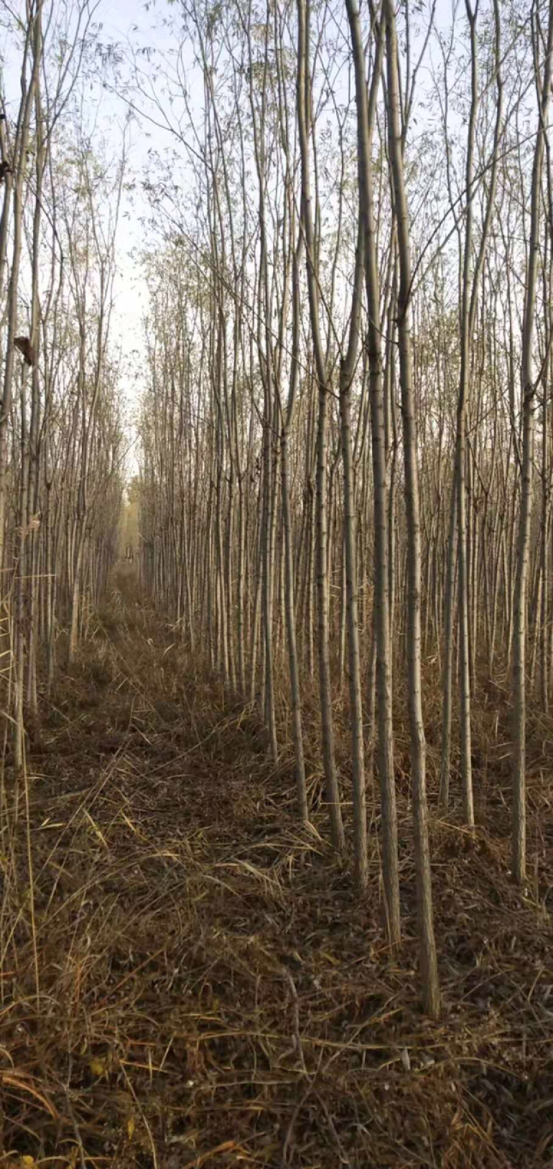 速生柳馒头柳金丝柳青皮柳立柳直升柳青垂柳