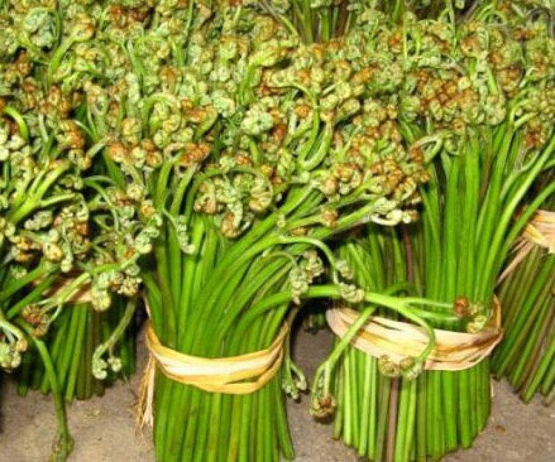 野生，蕨菜
