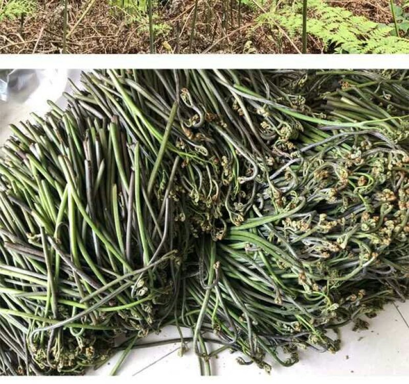 野生，蕨菜