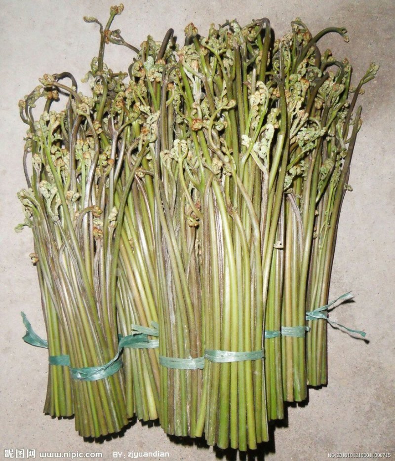 野生，蕨菜