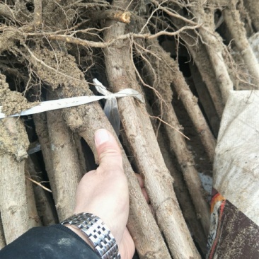 砂蜜豆樱桃苗，美早樱桃苗