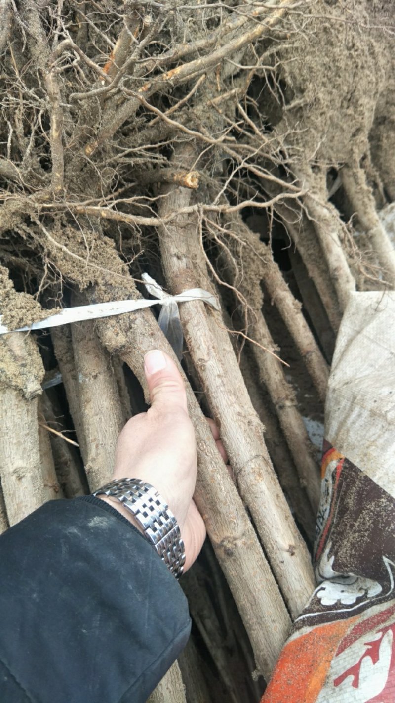 砂蜜豆樱桃苗，美早樱桃苗