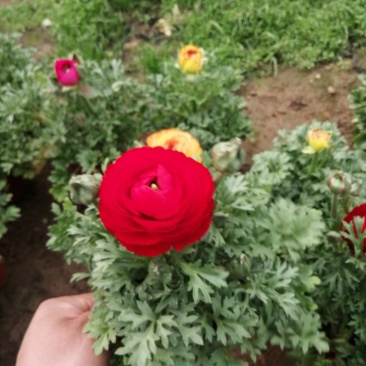 芹叶牡丹基地批发直发品相优颜色齐全量大