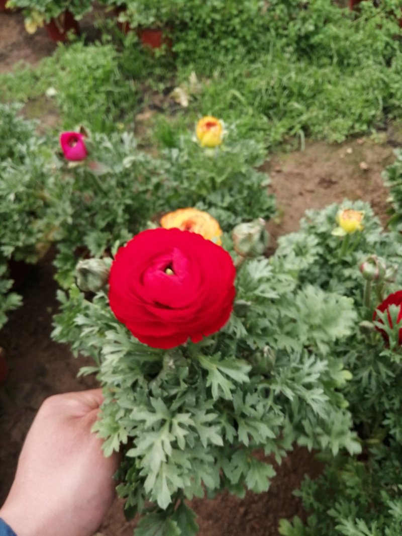 芹叶牡丹基地批发直发品相优颜色齐全量大