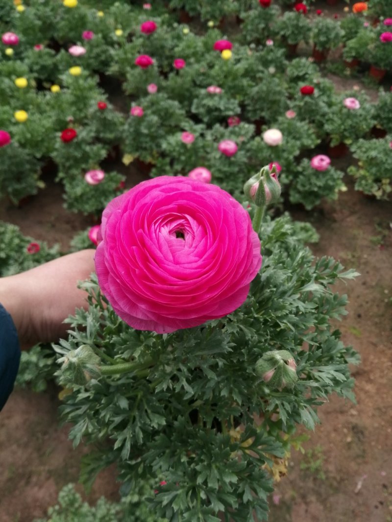 芹叶牡丹基地批发直发品相优颜色齐全量大