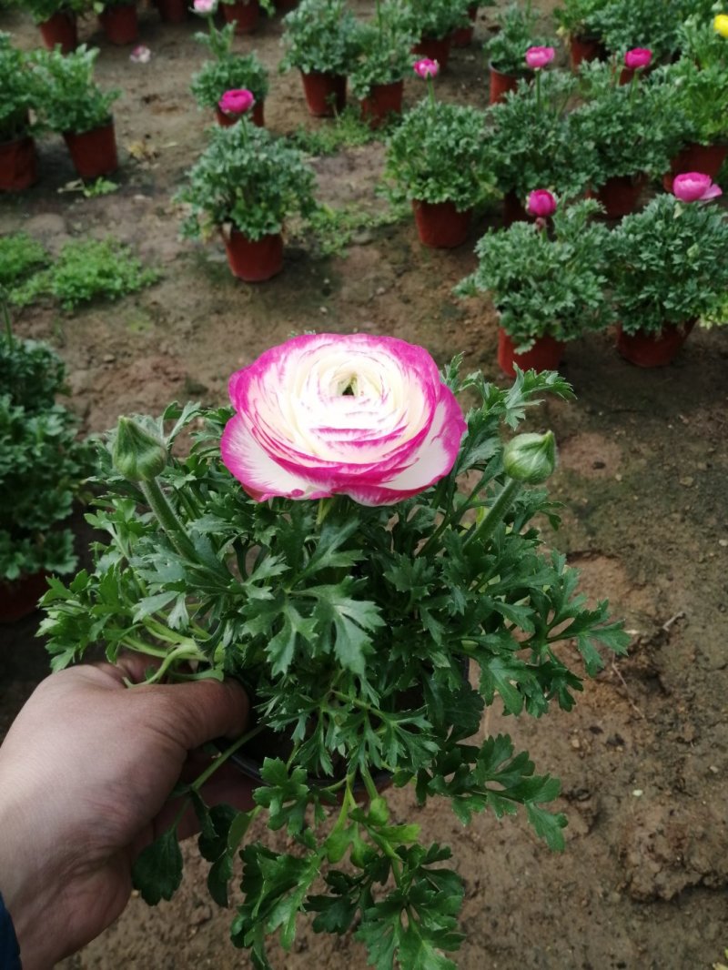 芹叶牡丹基地批发直发品相优颜色齐全量大
