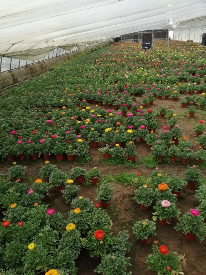 芹叶牡丹基地批发直发品相优颜色齐全量大