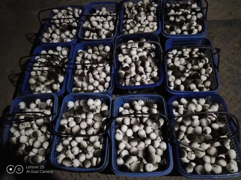 鲜草菇