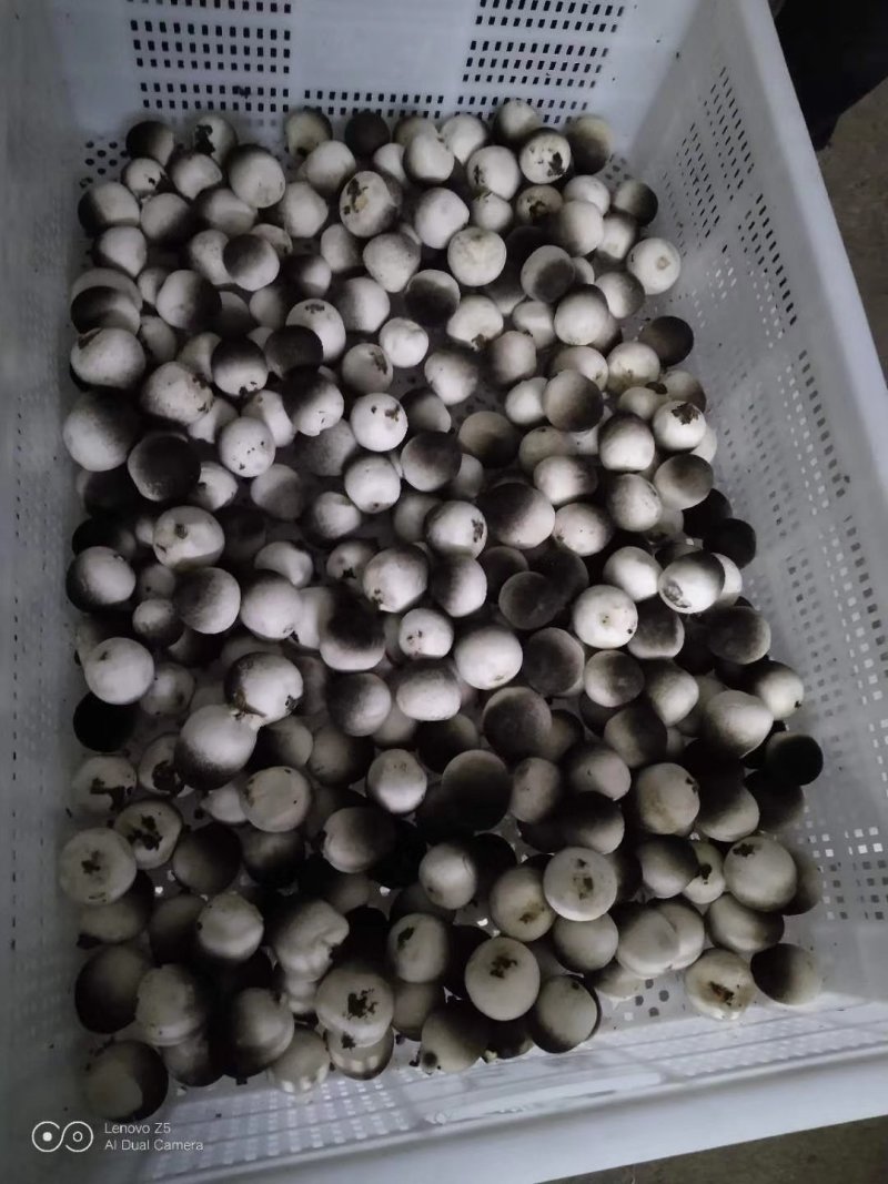鲜草菇